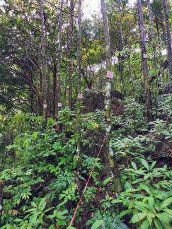 Kim Giao Ormanı
